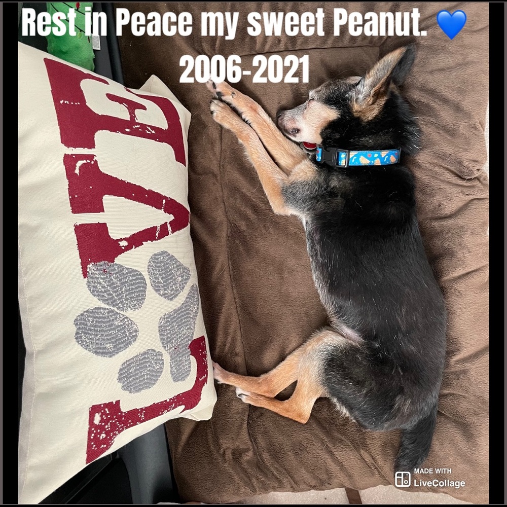 15% of my sales go to: Berea Animal Rescue & Angels for Animals Medical Fund 🐾 - Picture 13 of 17